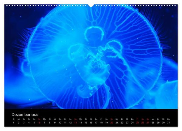 Produktbild: Quallen &bull; &Auml;therische Wunderwesen (hochwertiger Premium Wandkalender 2026 DIN A2 quer), Kunstdruck in Hochglanz