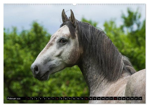 Produktbild: Traumpferd Lipizzaner (hochwertiger Premium Wandkalender 2026 DIN A2 quer), Kunstdruck in Hochglanz