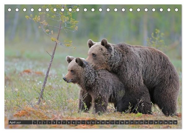 Produktbild: Magie des Augenblicks - B&auml;ren in nordischen W&auml;ldern (Tischkalender 2027 DIN A5 quer), CALVENDO Monatskalender