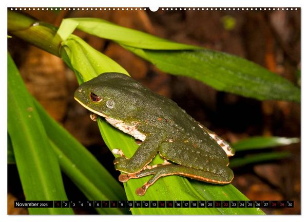 Produktbild: Ecuadors Fr&ouml;sche (hochwertiger Premium Wandkalender 2026 DIN A2 quer), Kunstdruck in Hochglanz