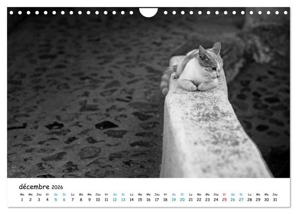 Produktbild: Chats de Santorin - Les princes d'Oia en noir et blanc (Calendrier mural 2026 DIN A4 vertical), CALVENDO calendrier mensuel