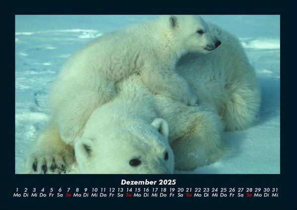 Produktbild: Welt der Tiere 2025 Fotokalender DIN A4