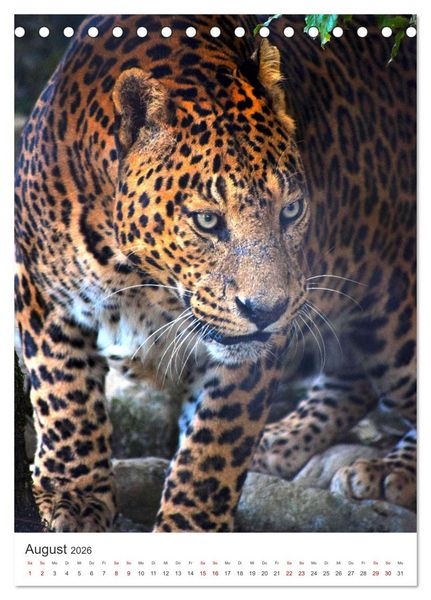 Produktbild: Leoparden - Die Beute im Visier. (Tischkalender 2026 DIN A5 hoch), CALVENDO Monatskalender