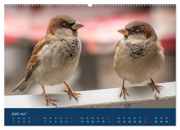 Produktbild: Spatzen-Kalender (Wandkalender 2027 DIN A2 quer), CALVENDO Monatskalender