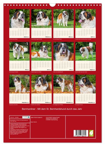 Produktbild: Bernhardiner - Mit dem St. Bernhardshund durch das Jahr (Wandkalender 2026 DIN A3 hoch), CALVENDO Monatskalender