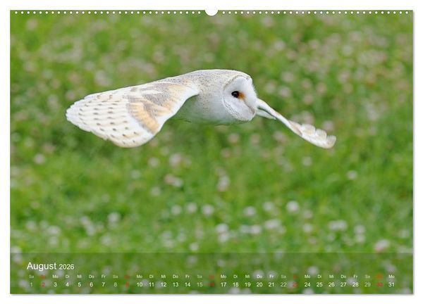 Produktbild: Eulen-Kalender (hochwertiger Premium Wandkalender 2026 DIN A2 quer), Kunstdruck in Hochglanz