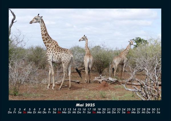 Produktbild: Giraffen 2025 Fotokalender DIN A4