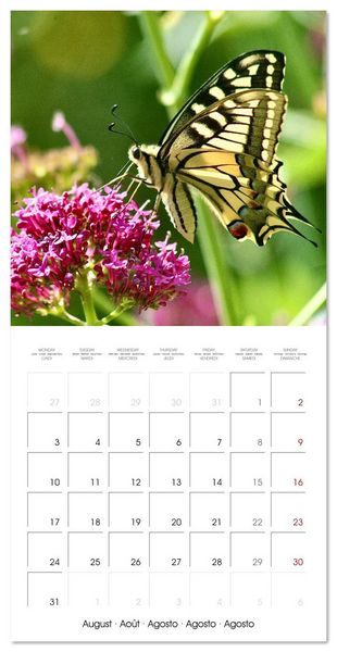 Produktbild: Gentle butterflies (Wall Calendar 2026 12 &times; 12 Inch) CALVENDO 12 Month Wall Calendar