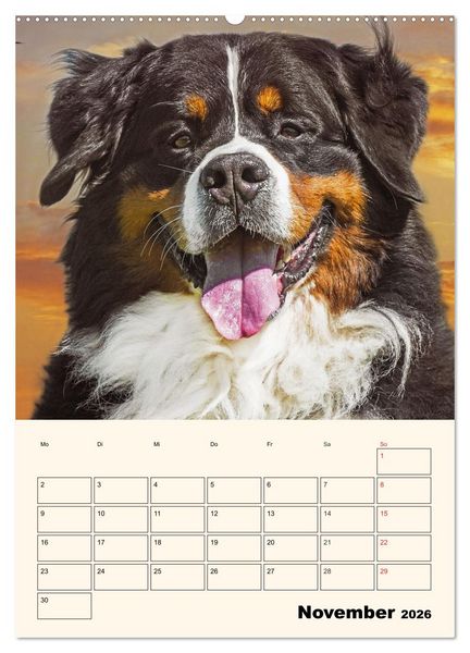 Produktbild: Traumhaft sch&ouml;n - Der Berner Sennenhund (Wandkalender 2026 DIN A2 hoch), CALVENDO Monatskalender