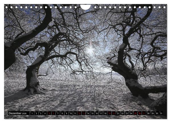 Produktbild: Die S&uuml;ntelbuchenallee (Wandkalender 2026 DIN A4 quer), CALVENDO Monatskalender