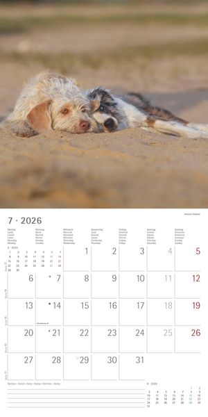 Produktbild: Welpen 2026 - Broschürenkalender 30x30 cm (30x60 geöffnet) - Kalender mit Platz für Notizen - Puppies - Hundekalender - Bildkalender - Wandkalender