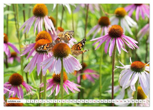 Produktbild: Au royaume des fleurs (Calendrier mural 2026 DIN A3 vertical), CALVENDO calendrier mensuel