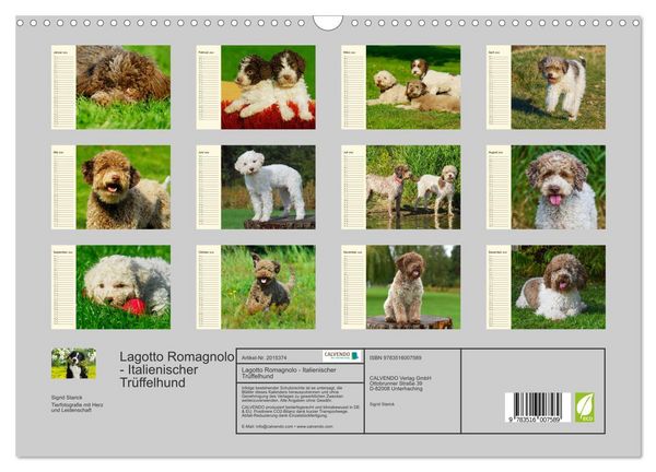 Produktbild: Lagotto Romagnolo - Italienischer Tr&uuml;ffelhund (Wandkalender 2026 DIN A3 quer), CALVENDO Monatskalender