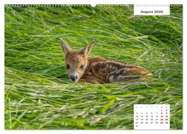 Produktbild: Zwei Tierfotografen Zw&ouml;lf Highlights (Wandkalender 2026 DIN A2 quer), CALVENDO Monatskalender