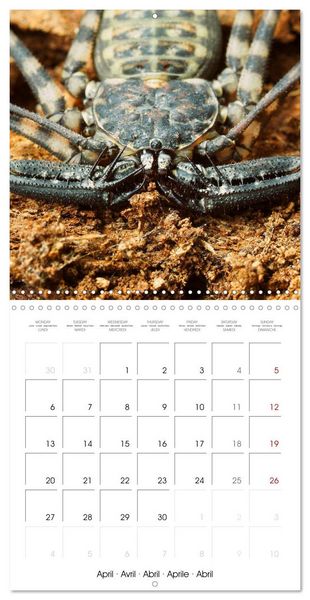 Produktbild: Spider synphony (Wall Calendar 2026 12 &times; 12 Inch) CALVENDO 12 Month Wall Calendar