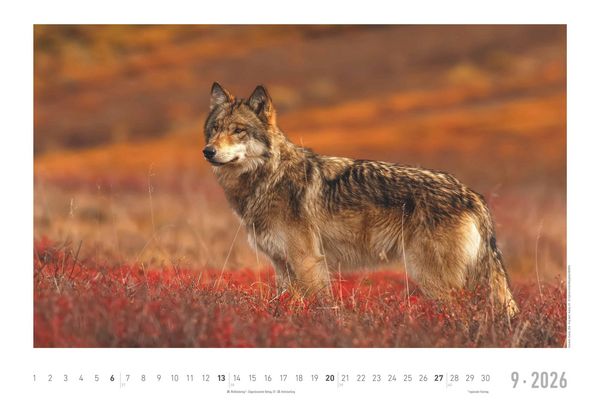 Geheimnisvolles Waldleben 2026 - Bildkalender 49,5x33 cm - Tiere und Pflanzen in unseren heimischen Wäldern - Wandkalender - Wandplaner - Tierkalender