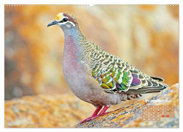 Produktbild: Tauben: vielfarbiges Gefieder und pr&auml;chtige Federkrone (hochwertiger Premium Wandkalender 2026 DIN A2 quer), Kunstdruck in Hochglanz