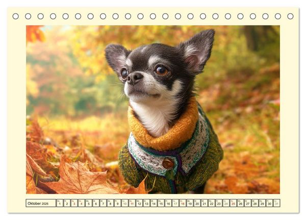 Produktbild: Reizende Chihuahuas. Winzige Hunde mit riesigem Ego und Grips (Tischkalender 2026 DIN A5 quer), CALVENDO Monatskalender