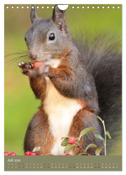 Produktbild: Eichh&ouml;rnchen - zauberhafte Waldbewohner (Wandkalender 2026 DIN A4 hoch), CALVENDO Monatskalender