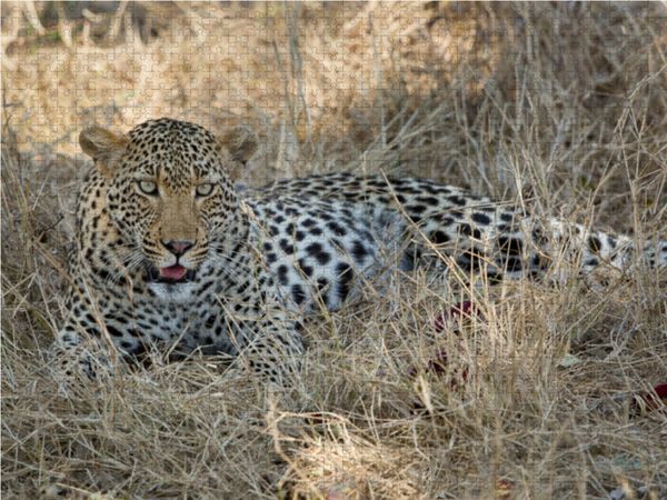 Produktbild: CALVENDO Puzzle Leopard 1000 Teile Lege-Gr&ouml;&szlig;e 64 x 48 cm Foto-Puzzle Bild von Johann Sch&ouml;rkhuber