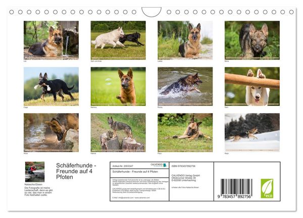 Produktbild: Sch&auml;ferhunde - Freunde auf 4 Pfoten (Wandkalender 2026 DIN A4 quer), CALVENDO Monatskalender
