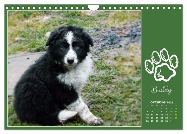Produktbild: Border collie puppies (Calendrier mural 2026 DIN A4 vertical), CALVENDO calendrier mensuel
