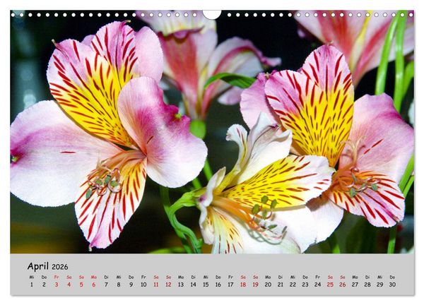 Produktbild: Blumen &uuml;berall, zur Freude Menschen (Wandkalender 2026 DIN A3 quer), CALVENDO Monatskalender