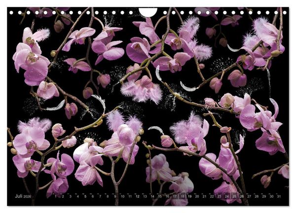 Produktbild: Orchidea (Wandkalender 2026 DIN A4 quer), CALVENDO Monatskalender