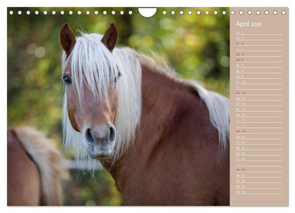 Produktbild: Haflinger / Geburtstagskalender (Wandkalender 2026 DIN A4 quer), CALVENDO Monatskalender