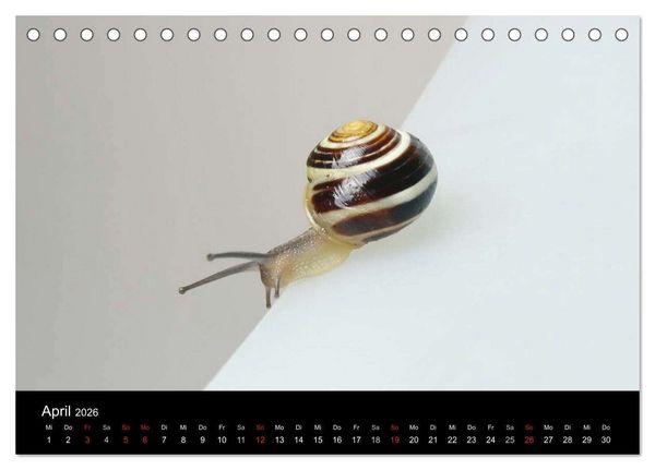 Produktbild: Lautlose Begleiter - Schnecken (Tischkalender 2026 DIN A5 quer), CALVENDO Monatskalender