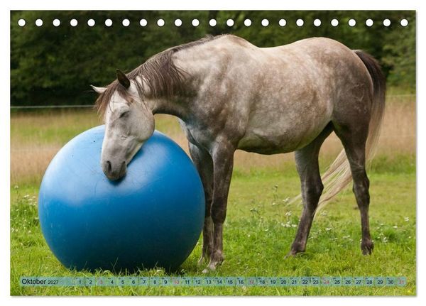 Produktbild: Lustiger Schimmel - ein Pferd mit Humor (Tischkalender 2027 DIN A5 quer), CALVENDO Monatskalender