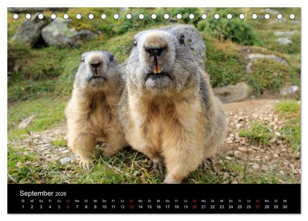 Produktbild: Murmeltiere (Tischkalender 2026 DIN A5 quer), CALVENDO Monatskalender