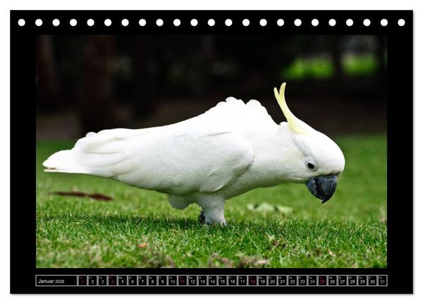 Produktbild: Australia Wildlife (Tischkalender 2026 DIN A5 quer), CALVENDO Monatskalender