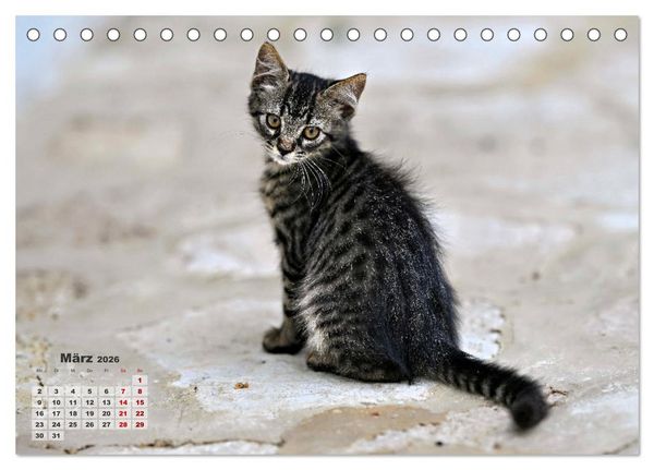 Produktbild: Die Streuner von La Marsa (Tischkalender 2026 DIN A5 quer), CALVENDO Monatskalender