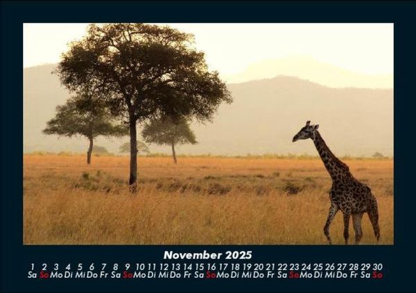 Produktbild: Giraffen 2025 Fotokalender DIN A5