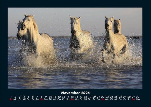 Produktbild: Pferdegefl&uuml;ster 2026 Fotokalender DIN A4