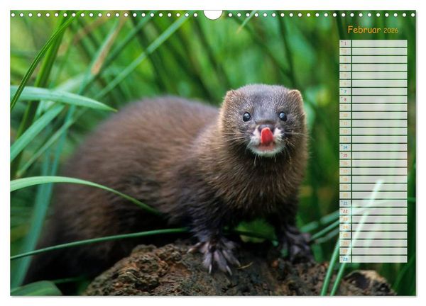 Produktbild: Tiere des Waldes (Wandkalender 2026 DIN A3 quer), CALVENDO Monatskalender