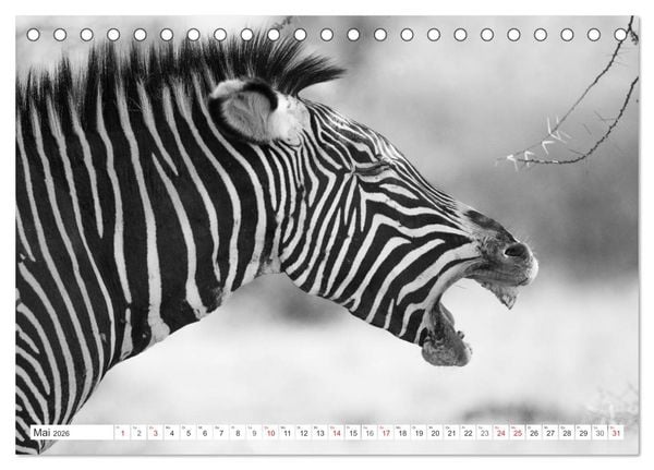 Produktbild: Emotionale Momente: Zebras - black & white. (Tischkalender 2026 DIN A5 quer), CALVENDO Monatskalender