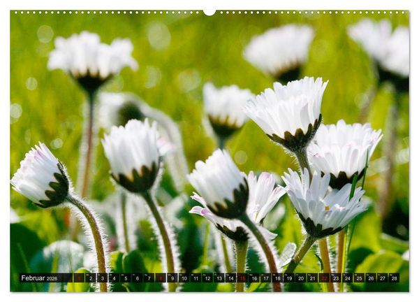 Produktbild: Auf Augenh&ouml;he mit G&auml;nsebl&uuml;mchen (hochwertiger Premium Wandkalender 2026 DIN A2 quer), Kunstdruck in Hochglanz