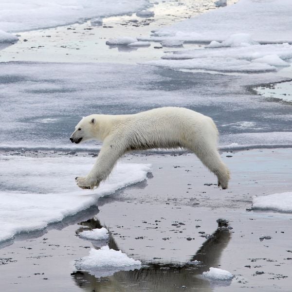 Produktbild: Eisb&auml;ren / Polar Bears 2027