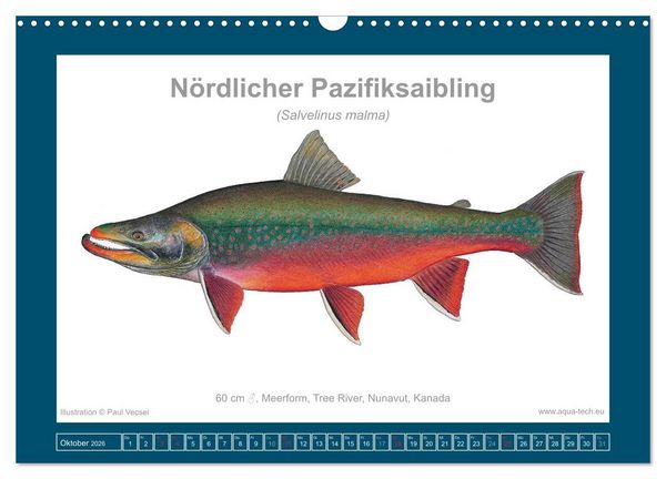 Produktbild: Fisch als Kunst 2026: Amerikanische Saiblinge (Wandkalender 2026 DIN A3 quer), CALVENDO Monatskalender