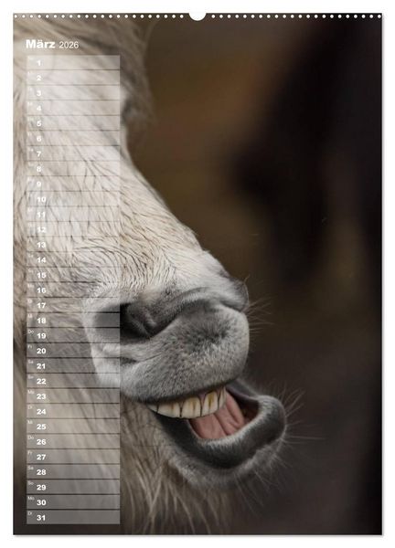 Produktbild: Mein ISLANDPFERDE Planer - Geburtstage, Hof-Feste, Turniere (Wandkalender 2026 DIN A2 hoch), CALVENDO Monatskalender