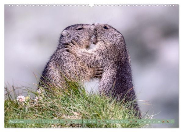 Produktbild: Tiere der Alpen - Murmeltier-Kinder (hochwertiger Premium Wandkalender 2026 DIN A2 quer), Kunstdruck in Hochglanz