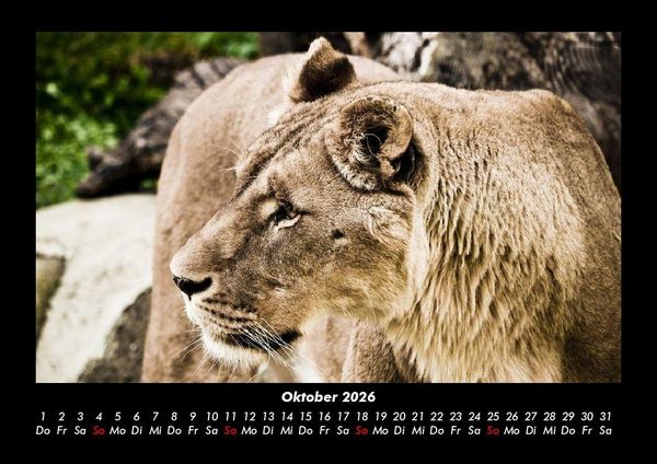Produktbild: L&ouml;wen in der Wildnis 2026 Fotokalender DIN A3