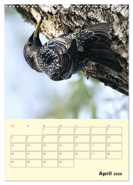 Produktbild: Vogelwelt an der Sieg (Wandkalender 2026 DIN A3 hoch), CALVENDO Monatskalender