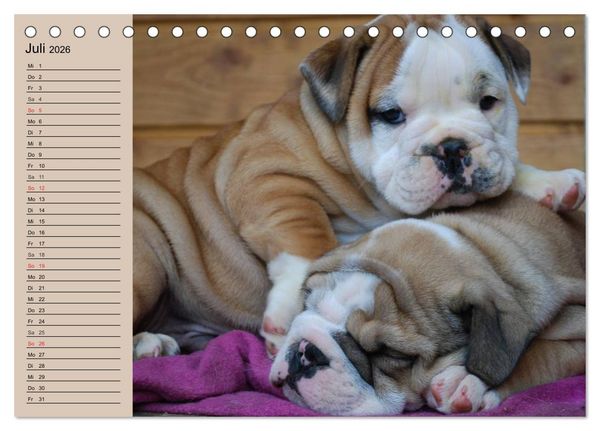 Produktbild: Bulldoggen-Kinder (Tischkalender 2026 DIN A5 quer), CALVENDO Monatskalender