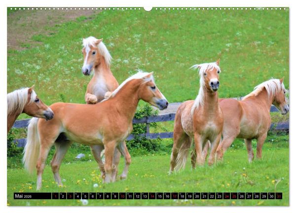Produktbild: Pferde im Passeiertal (Wandkalender 2026 DIN A2 quer), CALVENDO Monatskalender