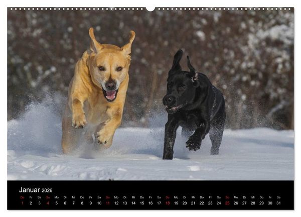 Produktbild: Labrador Retriever 2026 (Wandkalender 2026 DIN A2 quer), CALVENDO Monatskalender