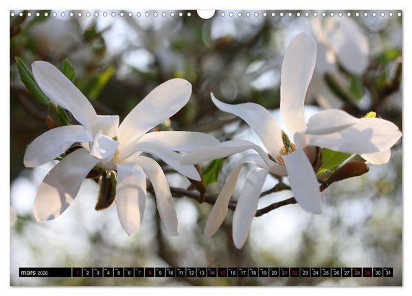 Produktbild: Magnolias en fleur (Calendrier mural 2026 DIN A3 vertical), CALVENDO calendrier mensuel