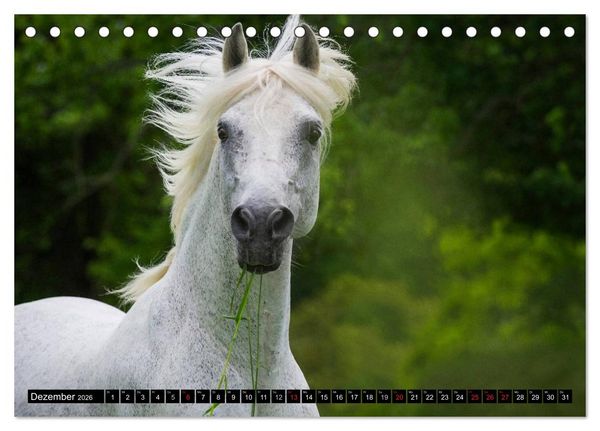Produktbild: Traumpferd Lipizzaner (Tischkalender 2026 DIN A5 quer), CALVENDO Monatskalender
